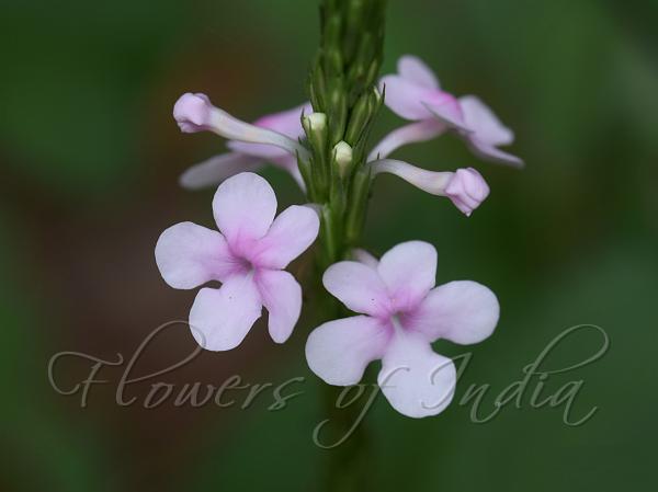 Hyderabad Verbena
